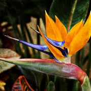 Costarican Bird of Paradise
